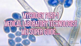 MYCOLOGY PART1 I MLT SUPER GUIDE I MEDICAL LABORATORY TECHNOLOGIST I LAB TECHNICIAN I HAAD I DHA [upl. by Aisorbma]