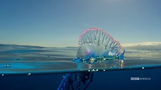 The Deadly Portuguese Man O War  Planet Earth Blue Planet II  Saturdays  98c on BBC America [upl. by Dazhahs3]