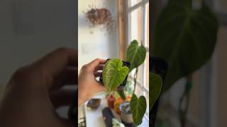 Anthurium Clarinervium update houseplants plantcare garden plants propagation indoorplants [upl. by Yauqram]