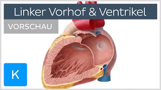 Herz Linker Vorhof und Ventrikel Vorschau  Anatomie des Menschen  Kenhub [upl. by Medardas]