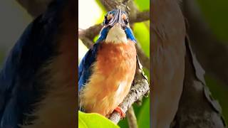 Bird Call  Common Kingfisher [upl. by Hoxie]