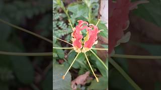 Araluva hoovugale Blooming flower ಅರಳುವ ಹೂವು 💕😘💕 [upl. by Ruberta932]