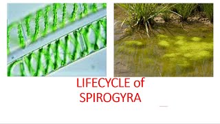 Lifecycle of Spirogyra [upl. by Napoleon985]