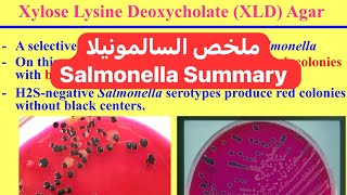 ملخص السالمونيلا Salmonella Summary [upl. by Susann]