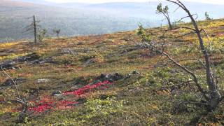 Saariselkä  Kiilopää [upl. by Llenehs]