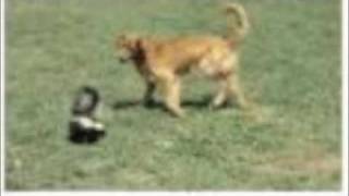 Skunk Vs Dog [upl. by Ronna]