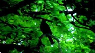 fluitende merel  singing blackbird [upl. by Oflunra114]