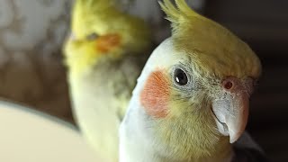 Easy Cockatiel Training Parrot Singing and Whistling Practice [upl. by Thier]