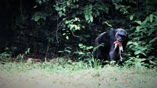 Gabonese chimpanzees eat monkeys [upl. by Ecnarwal]