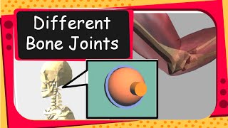 Science  Human Bones and Bone Joints Animation  English [upl. by Ditmore]