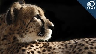 How Cheetahs Are Killing Themselves [upl. by Etteroma]