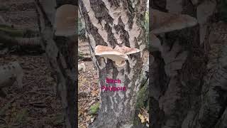 Birch Polypore nature getoutside with Duncan Moore of Lets Get Out CIC bushcraft forestschool [upl. by Chivers]