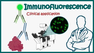 Immunofluorescence  Direct and Indirect Immunofluorescence  clinical application of IF [upl. by Targett]