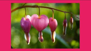 🔥🔥 Como plantar bulbos de DICENTRA SPECTABILIS ❣️ cuidados planta del corazón sangrante LAMPROCAPNOS [upl. by Milena]