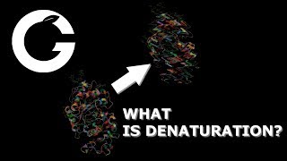 Enzymes  Denaturation and Activation Energy [upl. by Oiramej60]