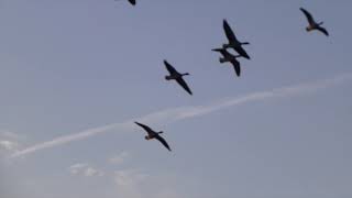 Greylag Geese Gather At Sunset In Berlin [upl. by Trix]