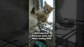 Ndut VS Eon kucing kitten lucu cat gulat cute kucingberantem kucingluculucu videoreels fyp [upl. by Yelrahs]