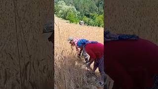 Nomadic woman and man reaping crops with sickles during harvest time keşfet doğa reels köy [upl. by Nylrehs639]