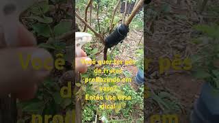 plantas hortashortanovaso hortanoquintal hortaempequenoespaço short shorts shortsvideo [upl. by Teiv]