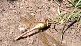 Dragonfly vs Wasp [upl. by Narruc]