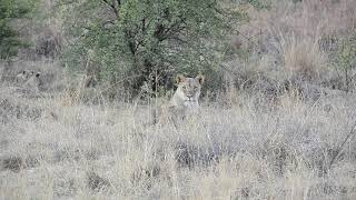 Lion cubs in Pilanesberg National park [upl. by Ynnahc419]