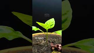 tomato 🍅 Port growing plants ☘️😁amazing plants gardening [upl. by Cole]