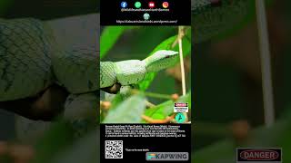 Bornean Keeled Pit Viper wildlife snake pitvipers reptiles northborneo wildlifeanimals [upl. by Renba]