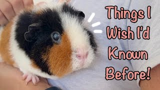 7 Things I Wish Id Known Before I had Guinea Pigs [upl. by Tessa]