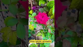 Rosa veludo vermelho [upl. by Gunner]