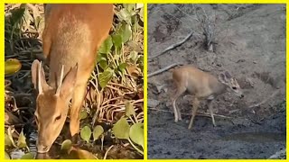 CAÇADA DE 🦌 VEADO CATINGUEIRO 🦌 NA BEBIDA COM ABATE [upl. by Binnings51]