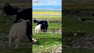 Mountain Goat Deals a Savage Stab to the Male Yak [upl. by Naired462]