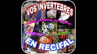 Détritivores et invertébrés de vos aquariums deau mer récital REEF TANK [upl. by Nitsyrc]