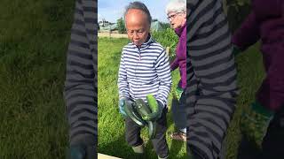 Flo harvests some courgettes from the raised beds DiG4V project 3rd September 2024 [upl. by Gruver]