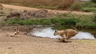 Lion fails to catch gazelle in epic safari footage [upl. by Lanahtan158]