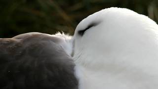 Black Browed Albatross courting on West Point Island Falkland Island [upl. by Nairadas887]