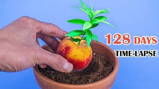 Peach Tree Growing From Seed Time Lapse 128 Days [upl. by Noffets]