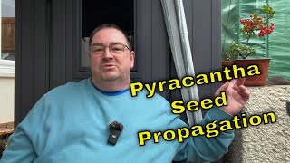 Pyracantha Firethorn Seed Propagation for Bonsai [upl. by Layne]