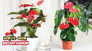 15 Fantastic Tips on How to Grow a Big Anthurium Plant [upl. by Sibyl117]