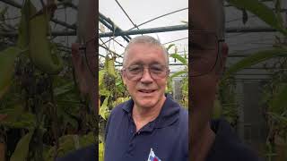 Watch the full video Like and Subscribe pitcherplant carnivorousplant garden nepenthes [upl. by Suriaj]