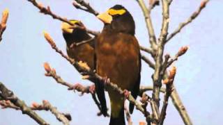 Evening Grosbeak [upl. by Adiari]