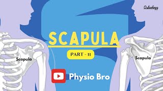 Scapula  Part II [upl. by Hsakaa728]