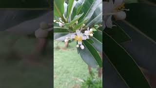 Flowers of Calophyllum inophyllum [upl. by Adian238]