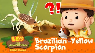 The SCORPION is POISONOUS 🦂 Brazilian Yellow Scorpion  Leo the Wildlife Ranger  Kids Cartoons [upl. by Gusba]