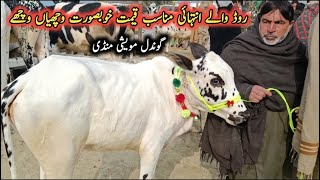 Low Prices Beautiful Dhani And Desi Cross Calves On Gondal Maweshi Mandi  My Life Channel [upl. by Waltner]