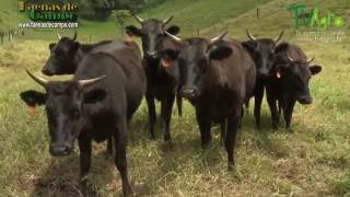 Ganado Wagyu Historia y Características de su Carne  TvAgro por Juan Gonzalo Angel [upl. by Anayrb]