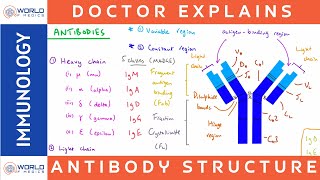 Antibody Structure  Immunology [upl. by Oirom]