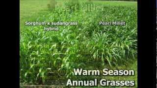 Summer Annuals as an Alternative Forage Crop [upl. by Adnoraj]