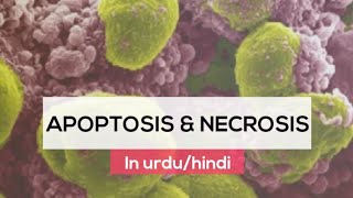 What is Apoptosis amp necrosis in urduhindi  Cell death  Programmed cell death  Accidental death [upl. by Bondie]