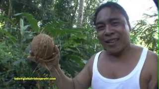 WORLDS FASTEST COCONUT HUSKER WITH TEETH BOHOL ISLAND PHILIPPINES [upl. by Eindys]