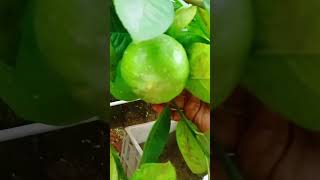 seedless lemon youtube shortsfeed [upl. by Nogam352]